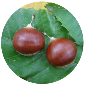 Beautiful chestnuts and chestnut leaves