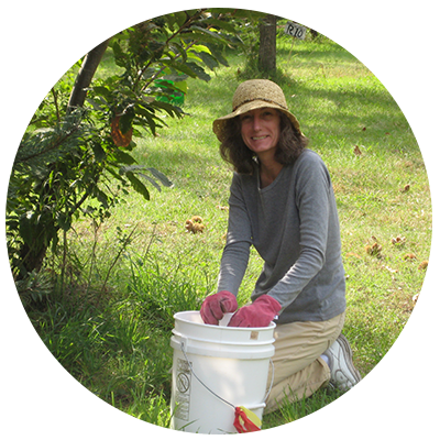 Harvesting chestnuts