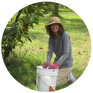 Harvesting chestnuts