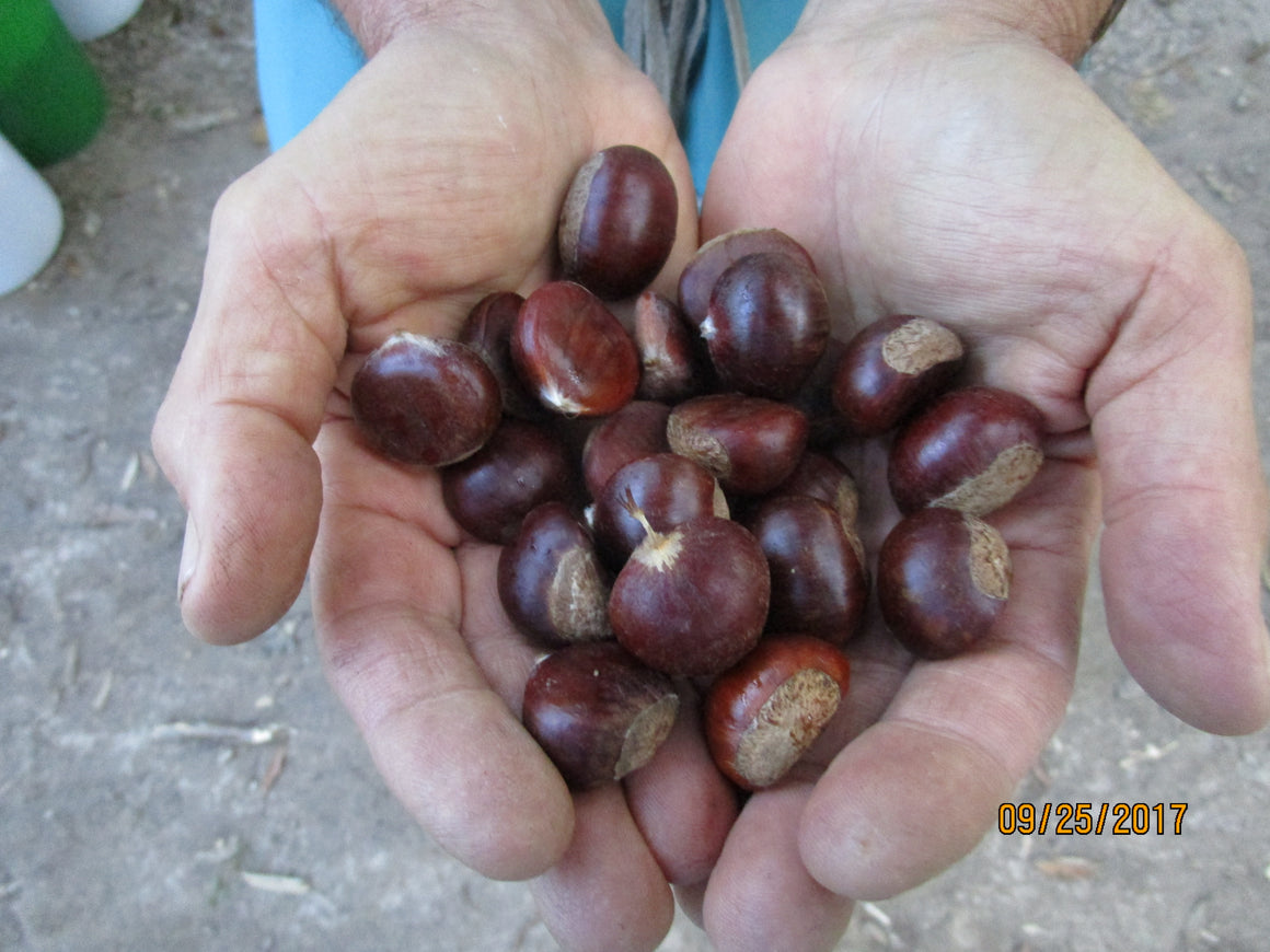Small Chestnuts $5.60/lb