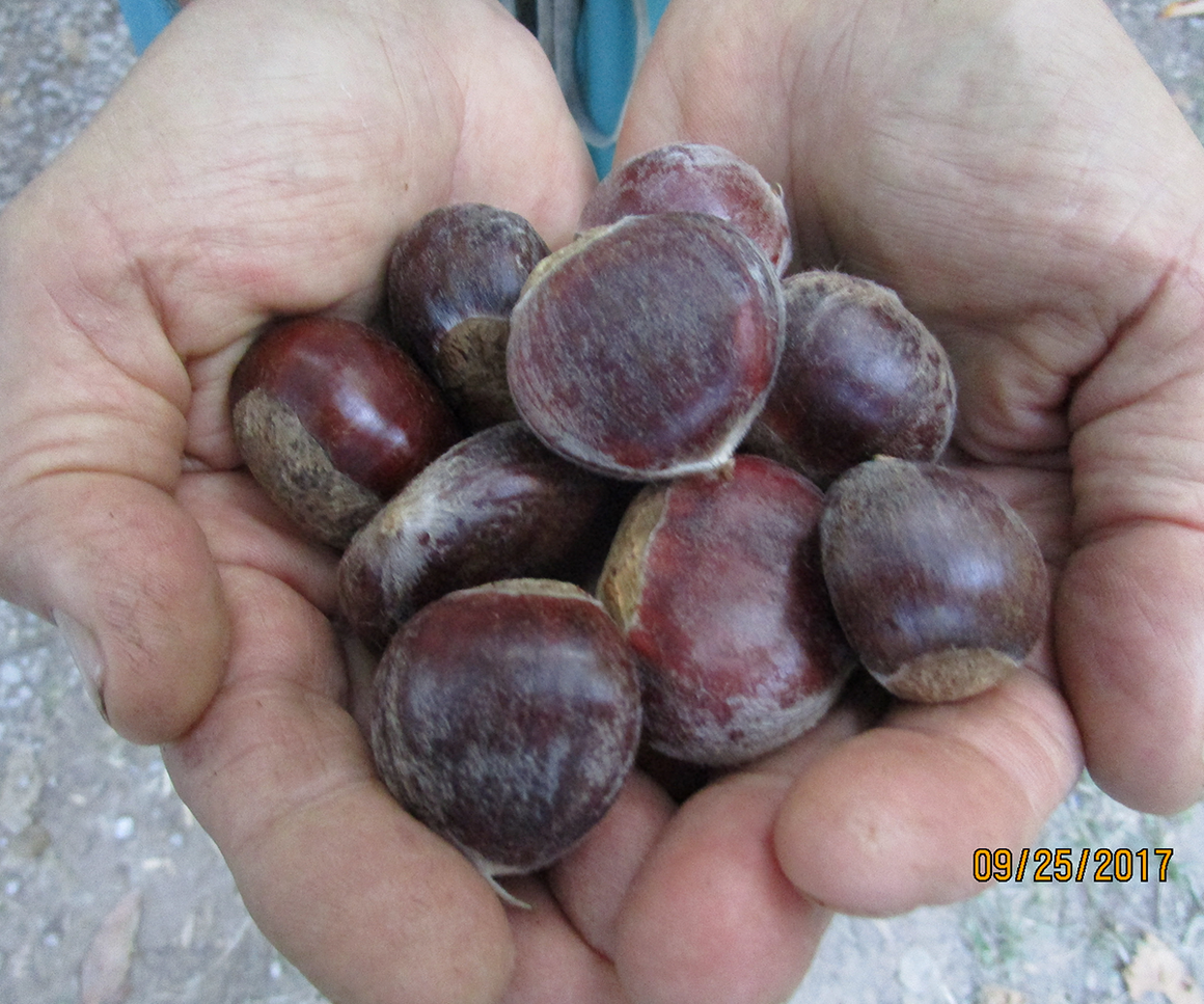 Jumbo Chestnuts by Chestnut Charlie's. Fresh Organic Chestnuts