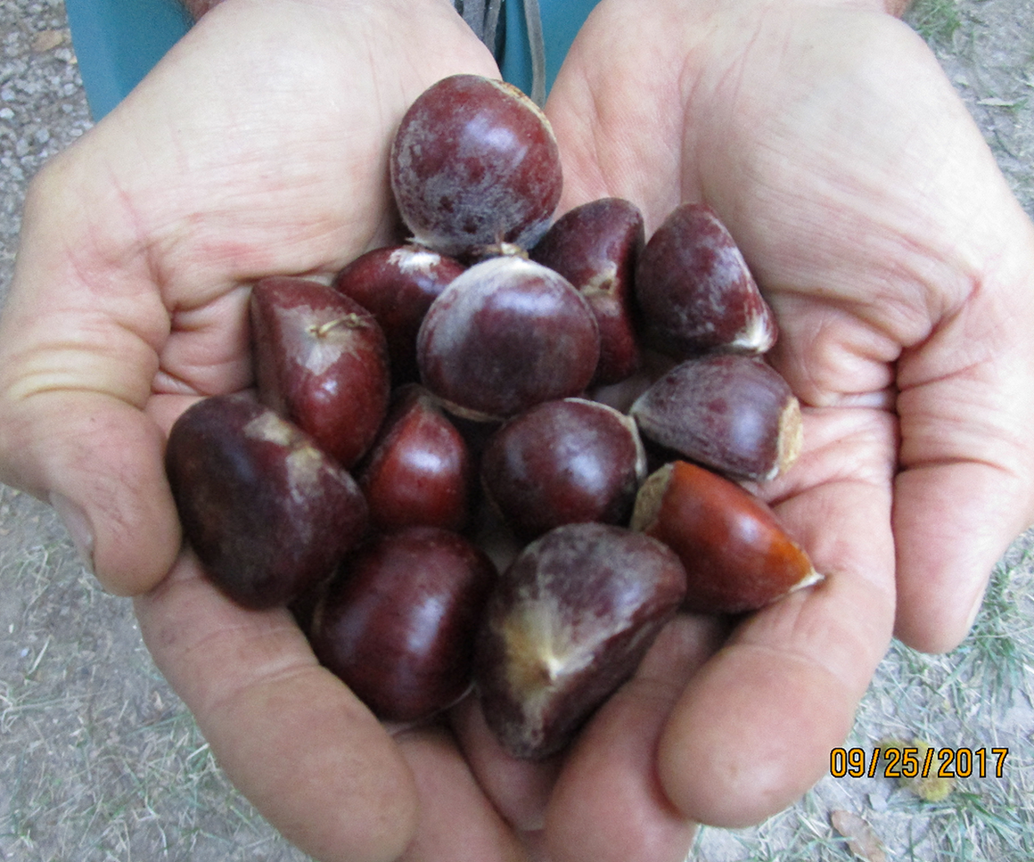 Large Sized Chestnuts from Chestnut Charlie's. Fresh Organic Chestnuts 